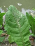 Image of taxon representative. Author is Геннадий Окатов