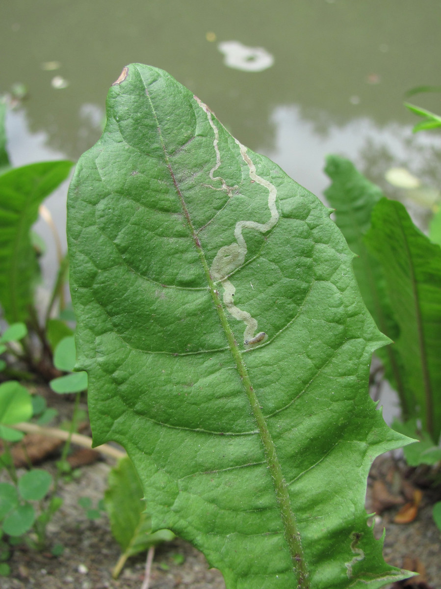 Изображение особи Taraxacum officinale.