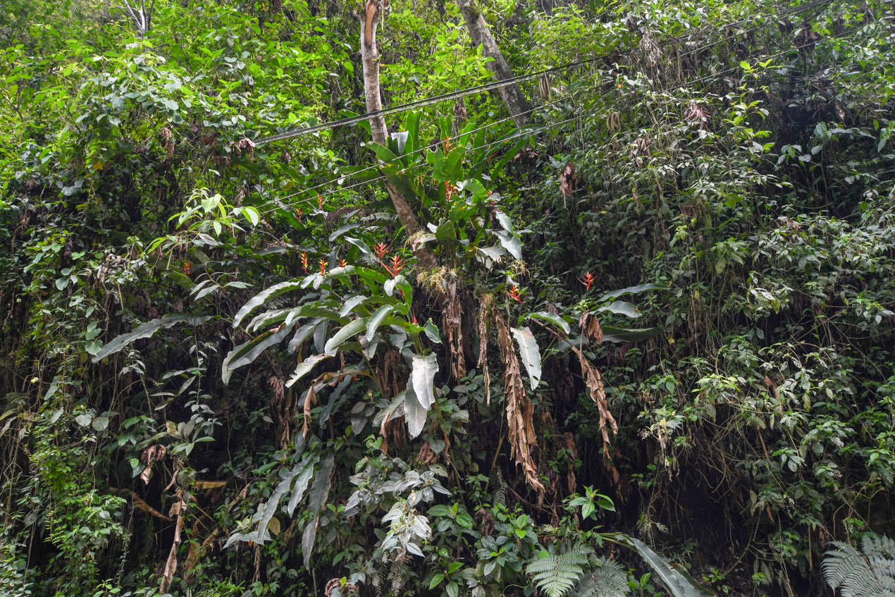 Изображение особи Heliconia subulata.