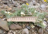 Oxytropis pallasii