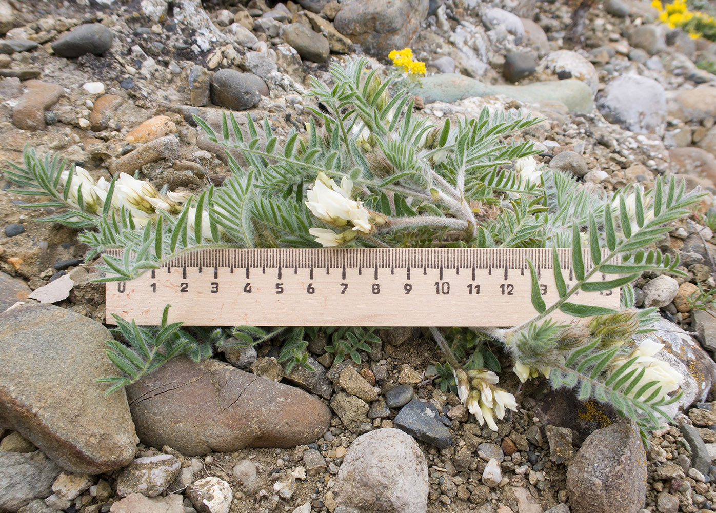 Image of Oxytropis pallasii specimen.