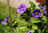 Lycianthes rantonnetii. Веточка с цветками и бутонами. Краснодарский край, г. Сочи, Дендрарий. 25.05.2021.