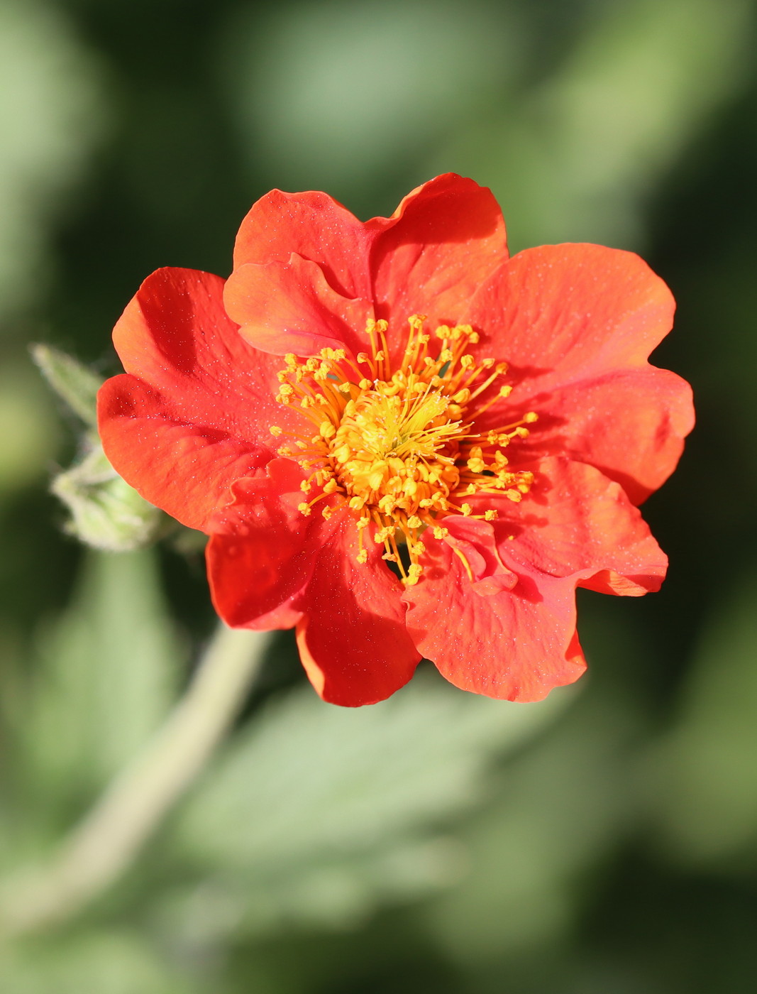 Image of Geum quellyon specimen.