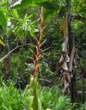 Tillandsia fendleri