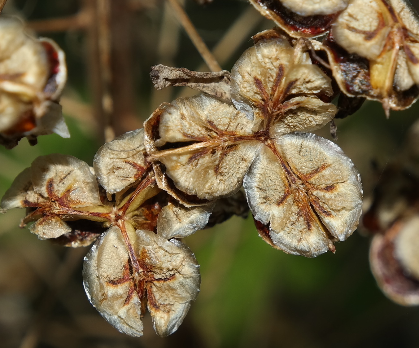 Image of genus Eremurus specimen.