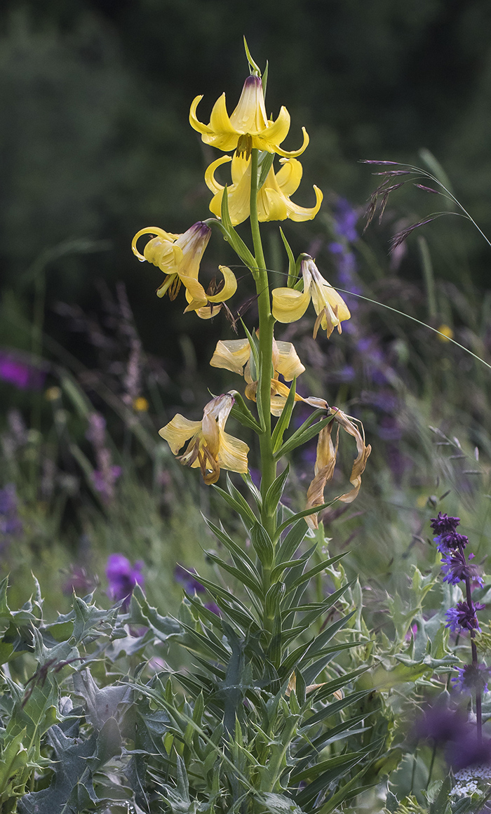 Image of Lilium monadelphum specimen.