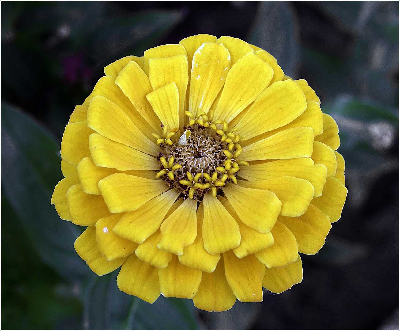 Image of Zinnia elegans specimen.