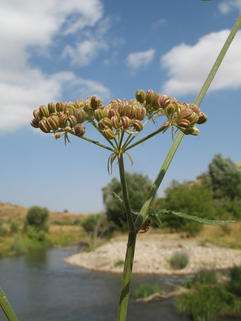 Image of Sium sisaroideum specimen.