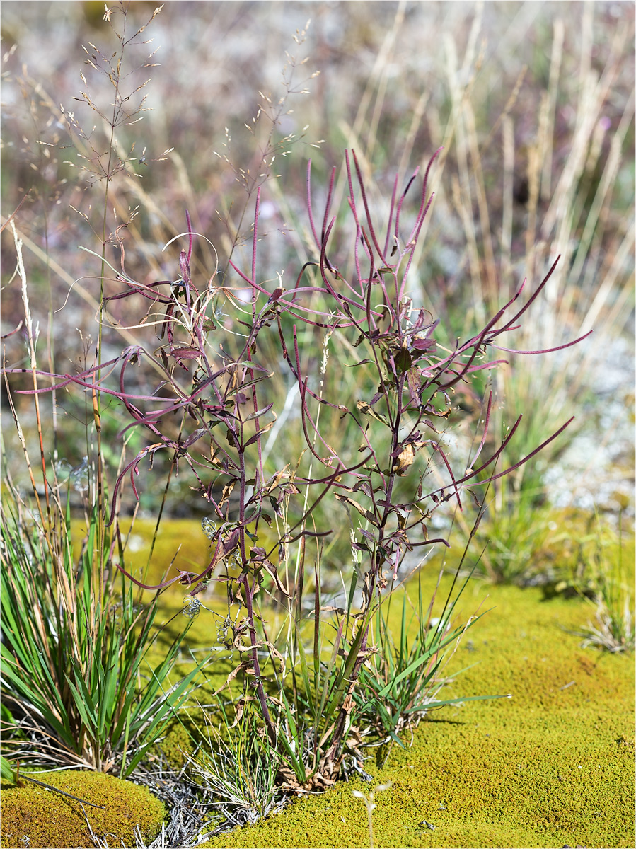 Image of genus Epilobium specimen.