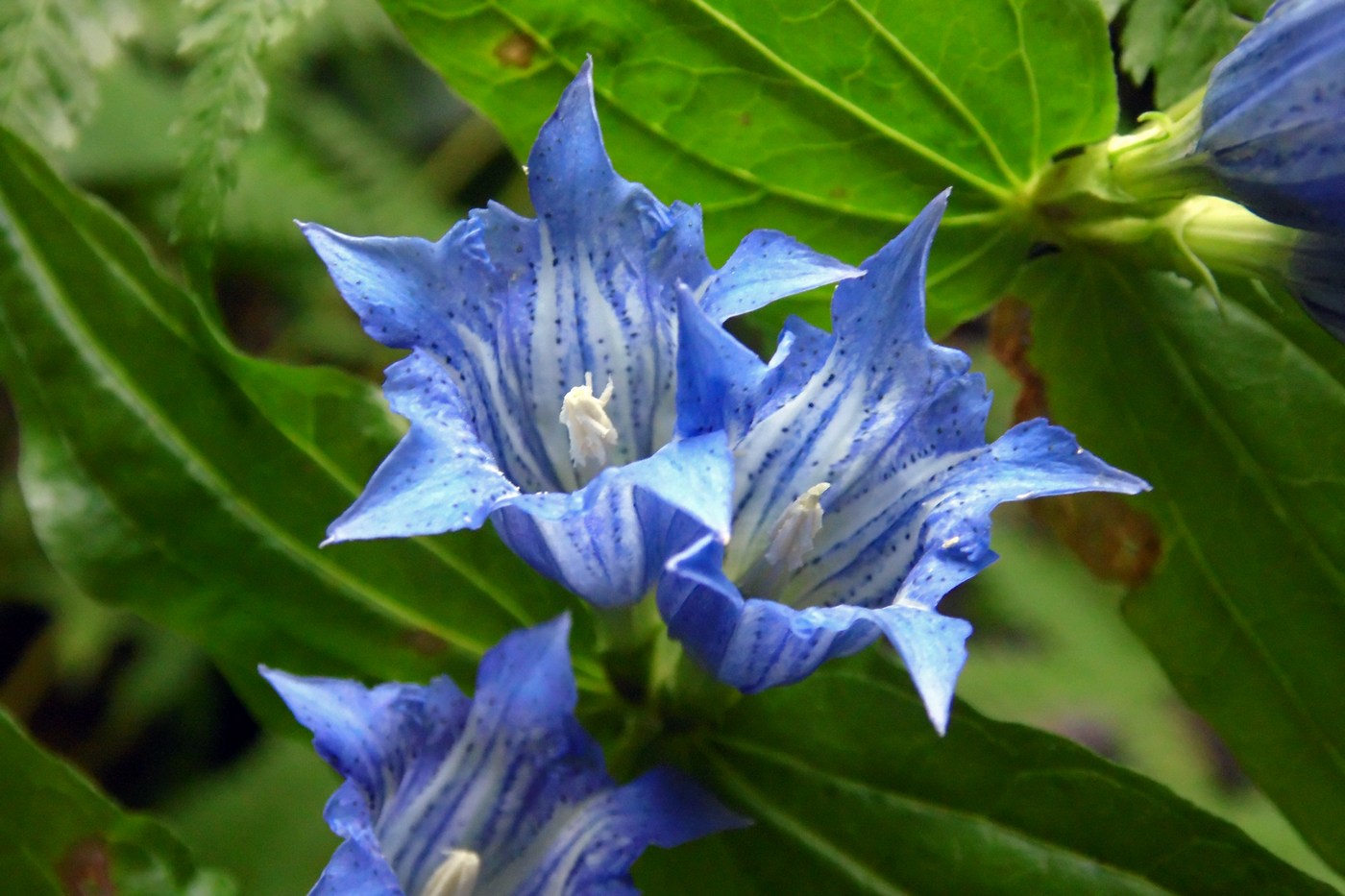 Image of Gentiana schistocalyx specimen.