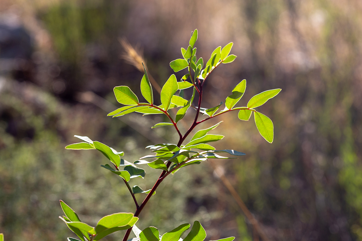 Image of genus Pistacia specimen.