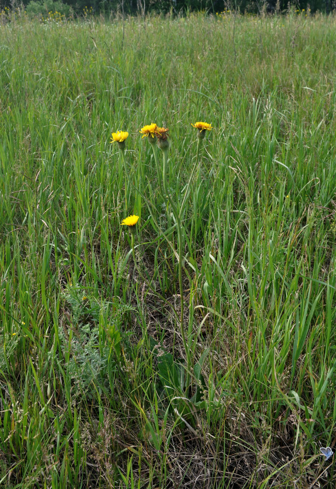 Изображение особи Trommsdorffia maculata.