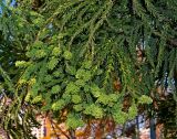 Cryptomeria japonica