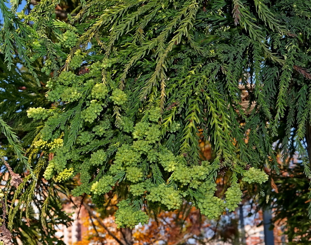 Image of Cryptomeria japonica specimen.