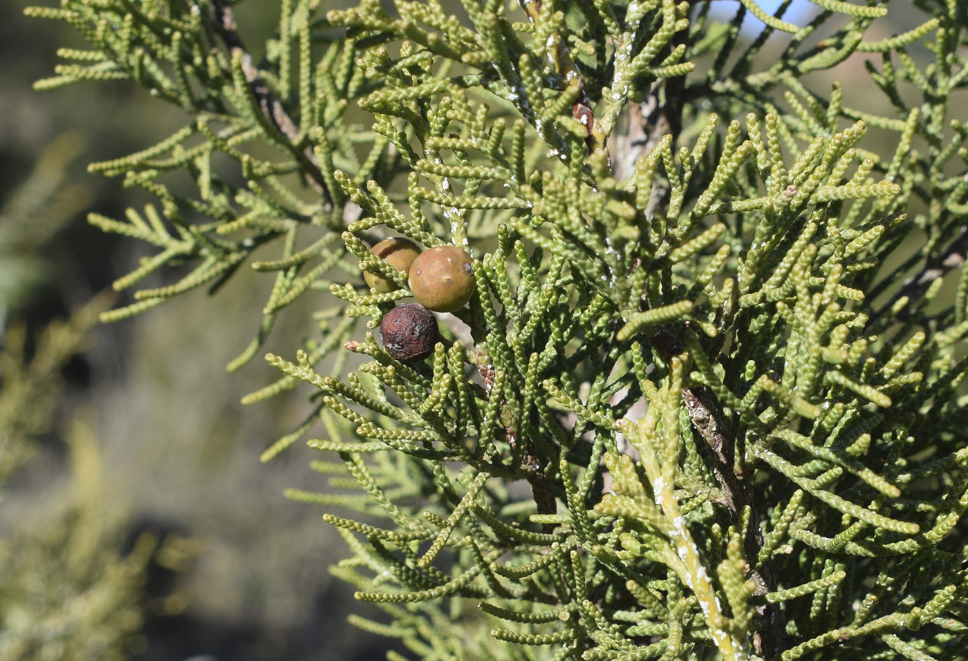 Изображение особи Juniperus phoenicea.