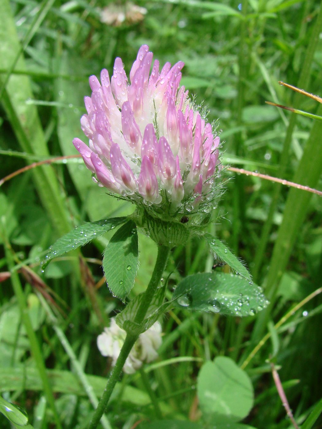 Изображение особи Trifolium pratense.