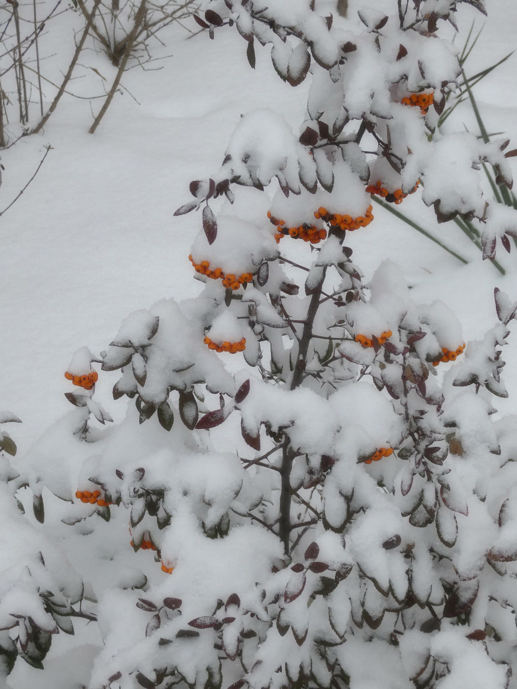 Image of genus Pyracantha specimen.