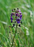 Verbascum phoeniceum. Соцветие. Волгоградская обл., Палласовский р-н, побережье оз. Эльтон, степь. 19.05.2007.