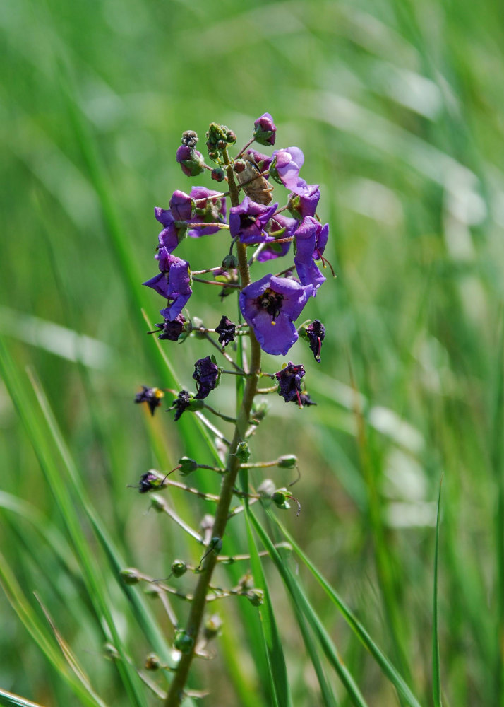 Image of Verbascum phoeniceum specimen.