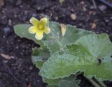 Ecballium elaterium