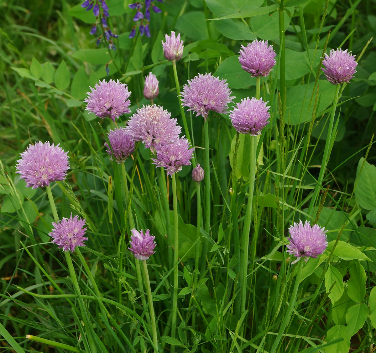 Image of Allium schoenoprasum specimen.