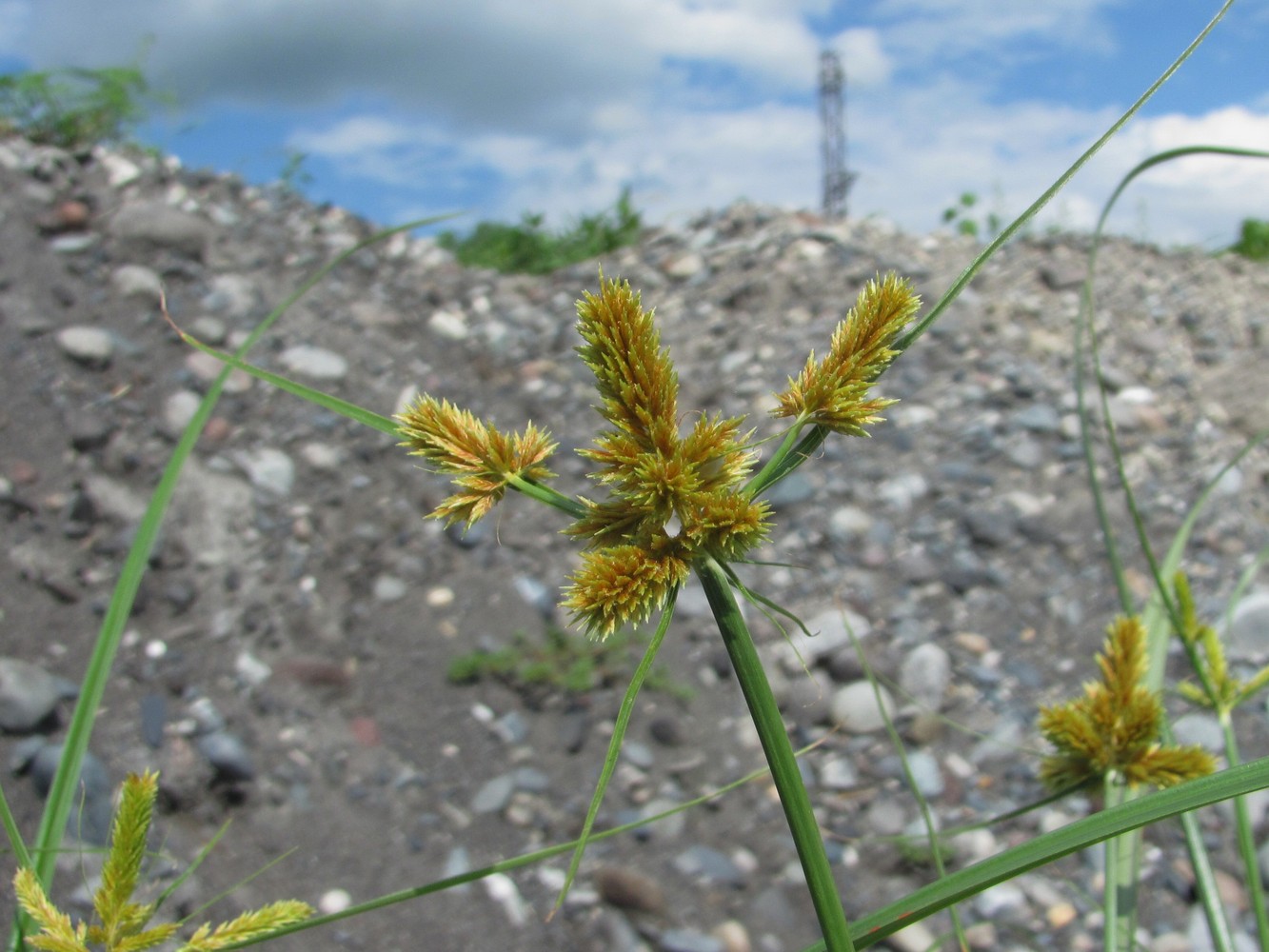 Изображение особи Cyperus glomeratus.