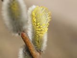 Salix gmelinii