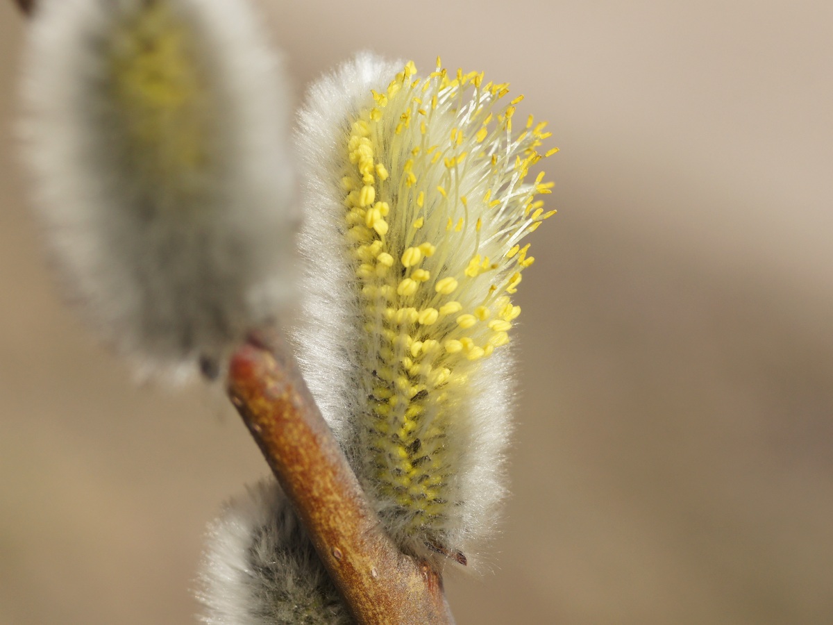 Image of Salix gmelinii specimen.