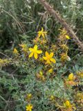 Hypericum perforatum. Верхушка отцветающего и плодоносящего растения. Республика Молдова, Окницкий р-н, долина р. Касарэу, обочина дороги. 22.08.2021.