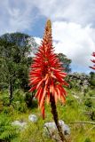 Aloe arborescens