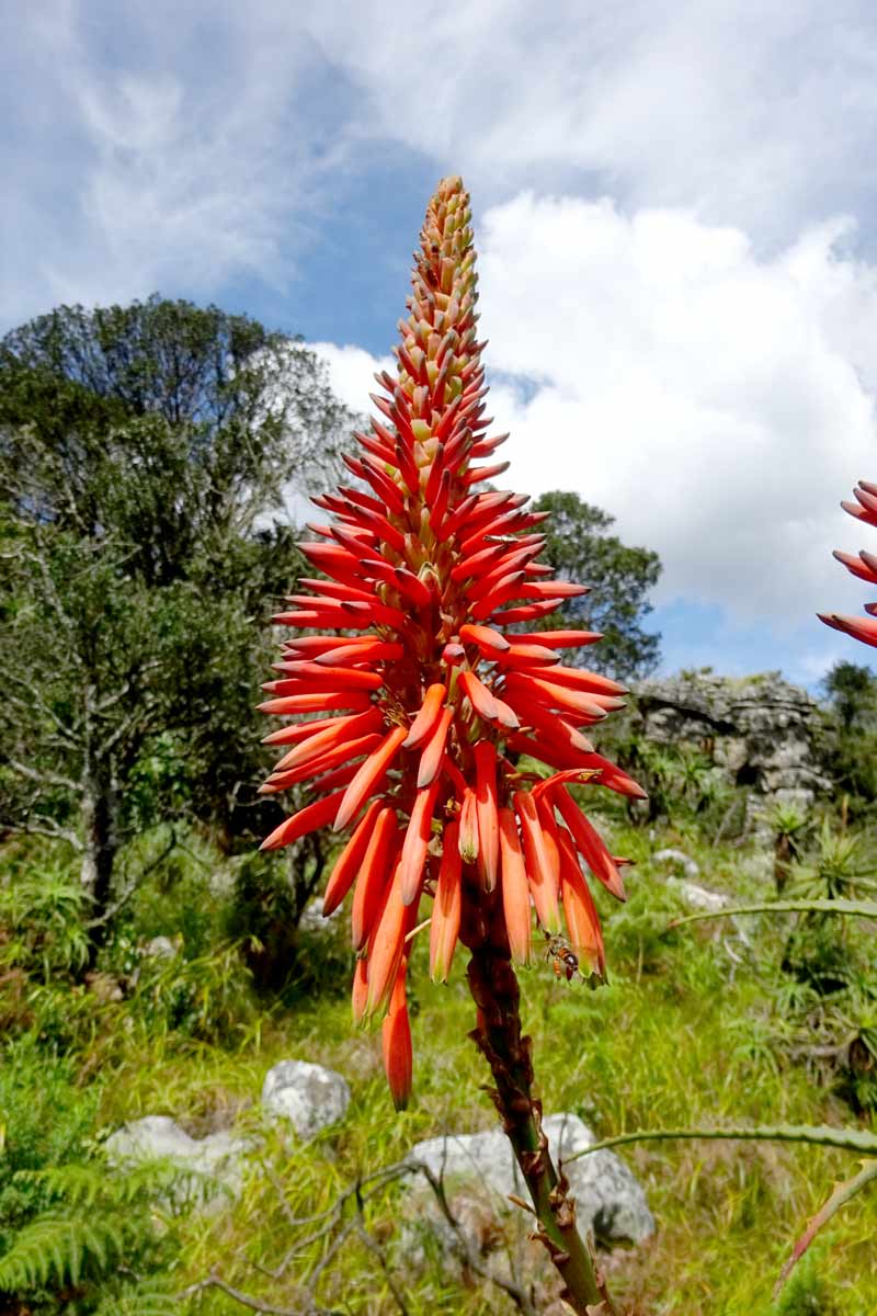 Image of Aloe arborescens specimen.