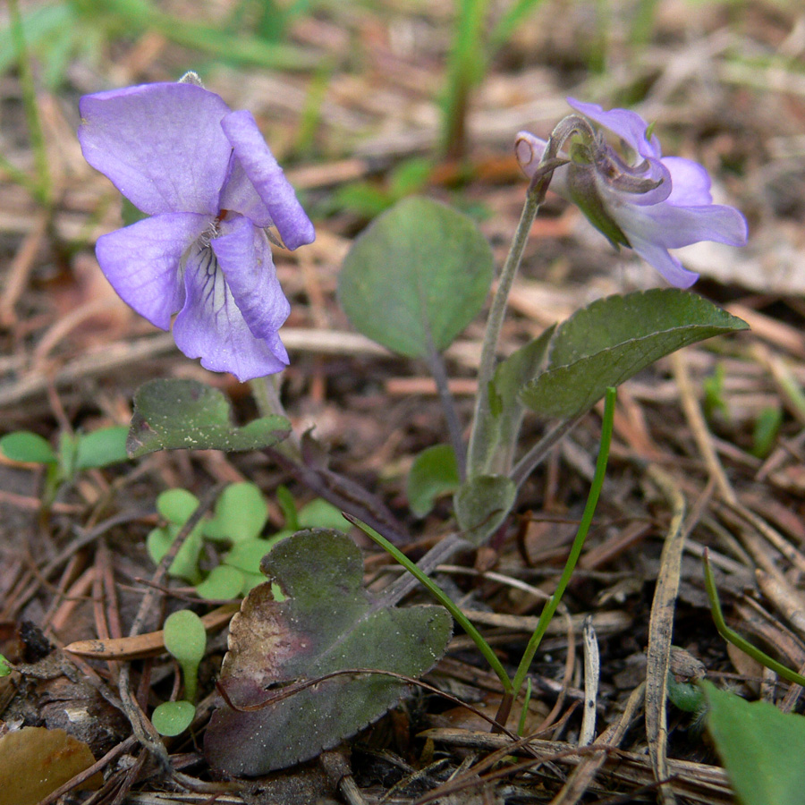 Image of Viola rupestris specimen.