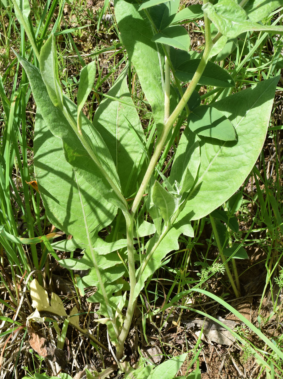 Изображение особи Cousinia integrifolia.