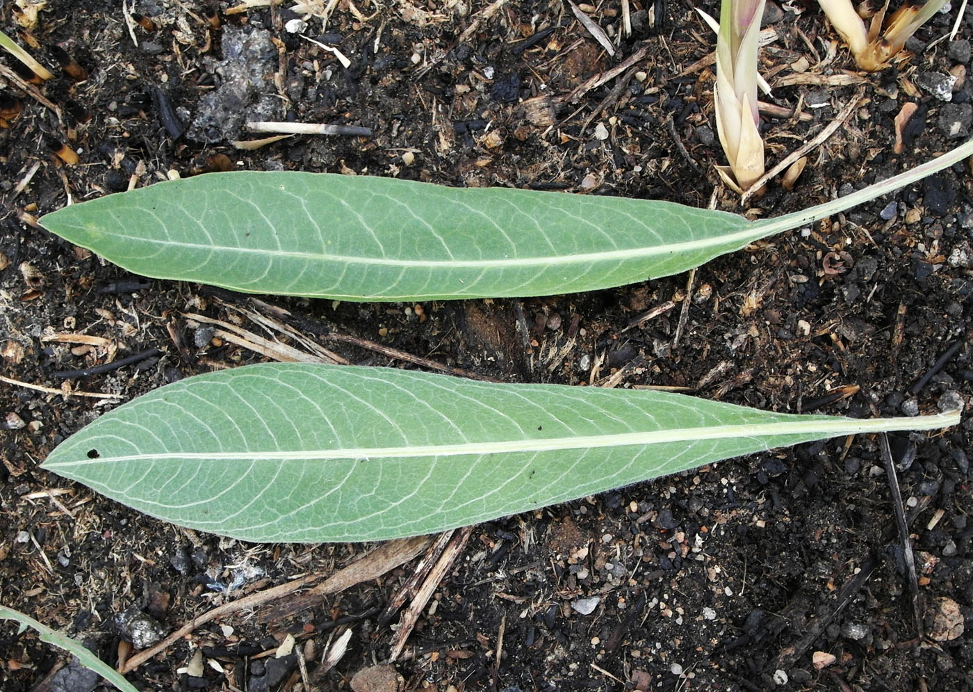 Image of familia Asteraceae specimen.