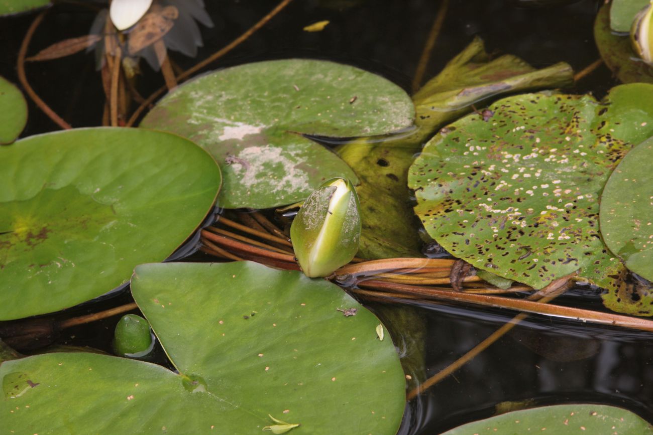 Image of Nymphaea candida specimen.