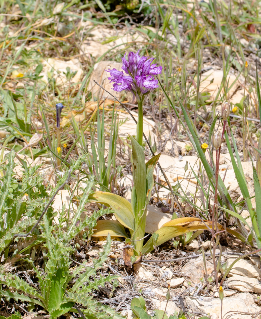 Image of Neotinea tridentata specimen.