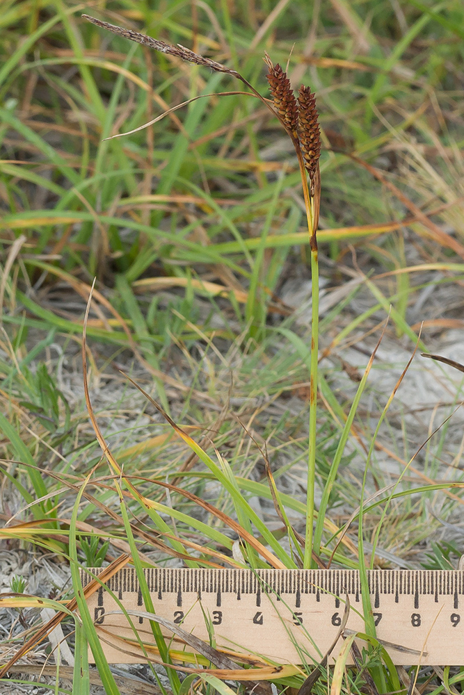 Изображение особи Carex cuspidata.