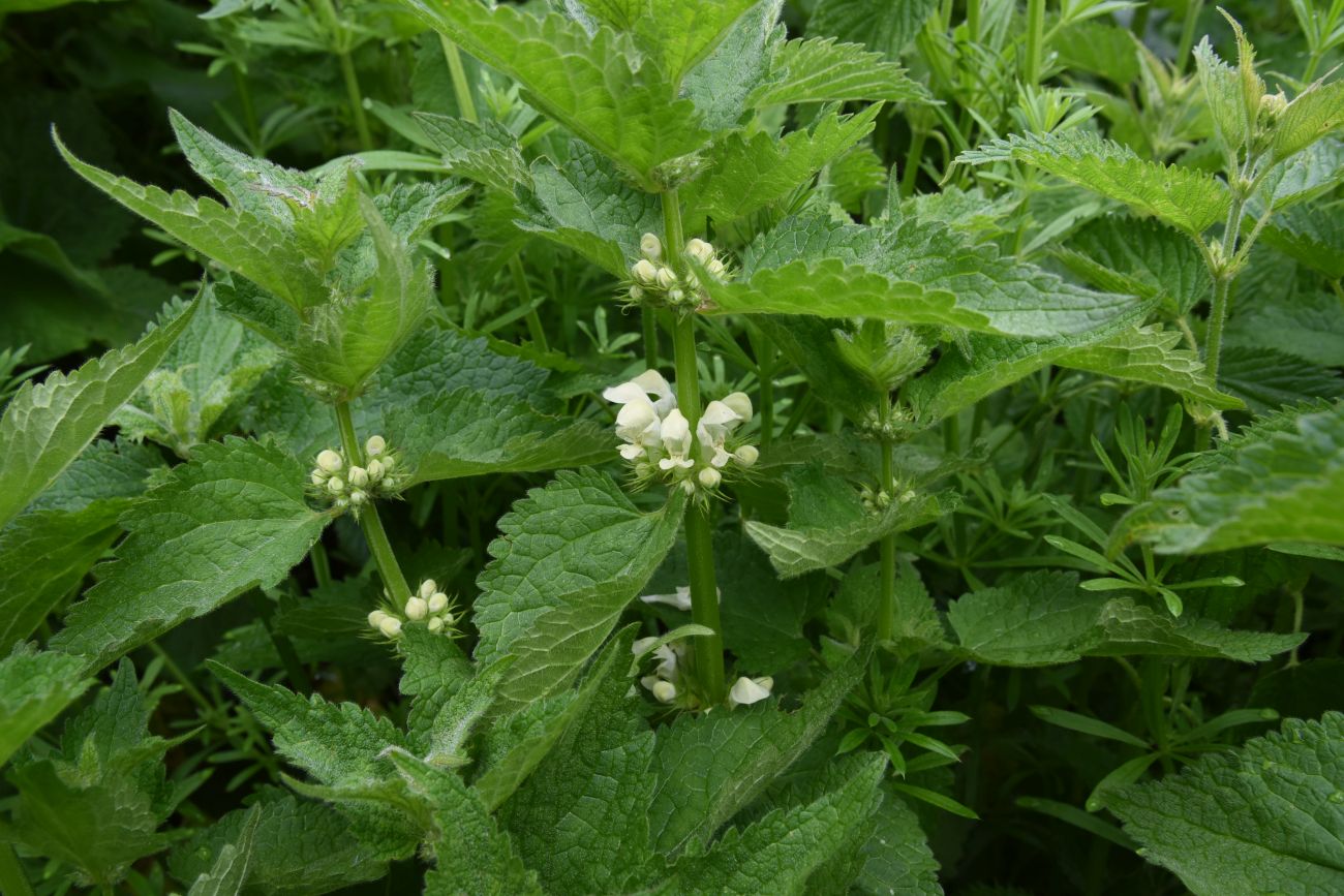 Image of Lamium album specimen.