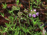 Thymus urussovii. Часть цветущего растения. Приморский край, Ольгинский р-н, окр. пгт Ольга, гора Крестовая, разреженное дубовое криволесье с единичными, сохранившимися от пожаров, кустами Pinus pumila на каменисто-щебнистом южном склоне вблизи вершины. 08.07.2022.