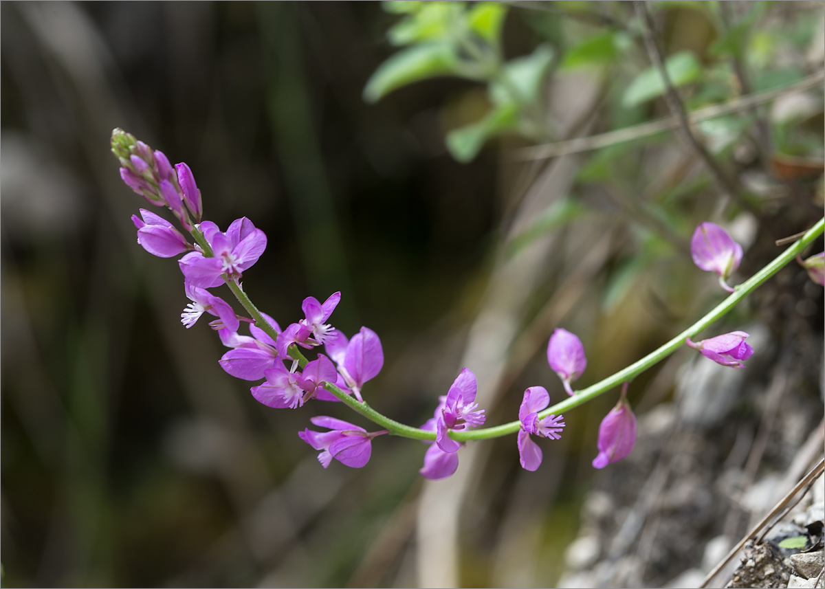 Изображение особи Polygala caucasica.