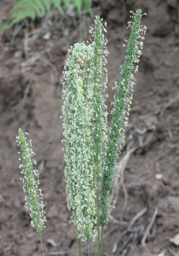 Изображение особи Phleum phleoides.