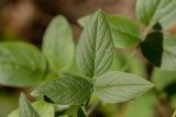 Psoralea подвид pontica