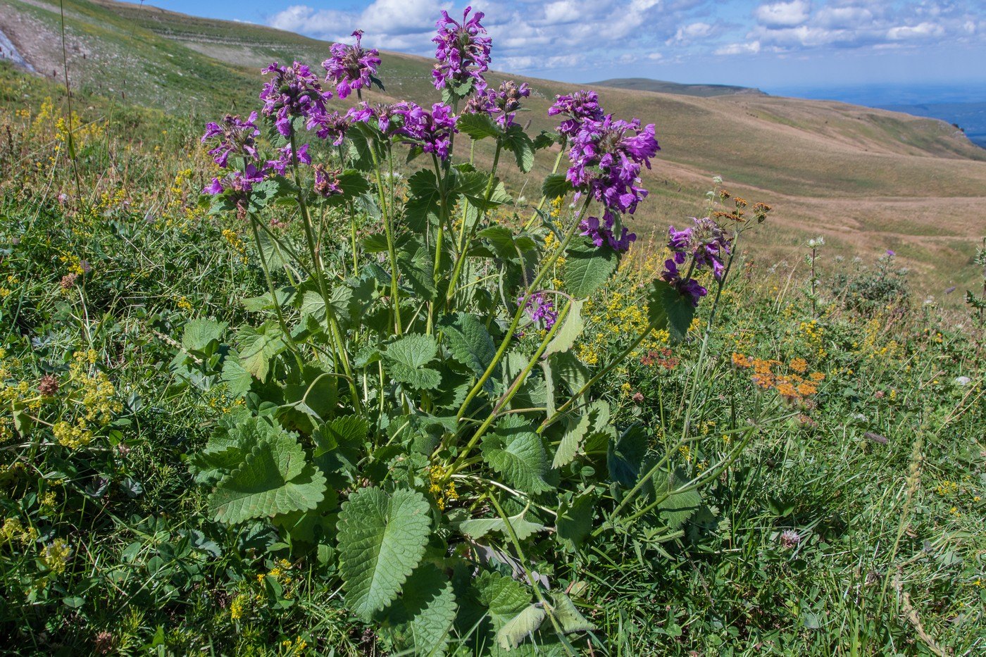 Изображение особи Betonica macrantha.