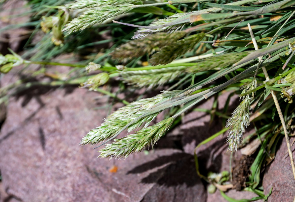 Изображение особи Trisetum mongolicum.