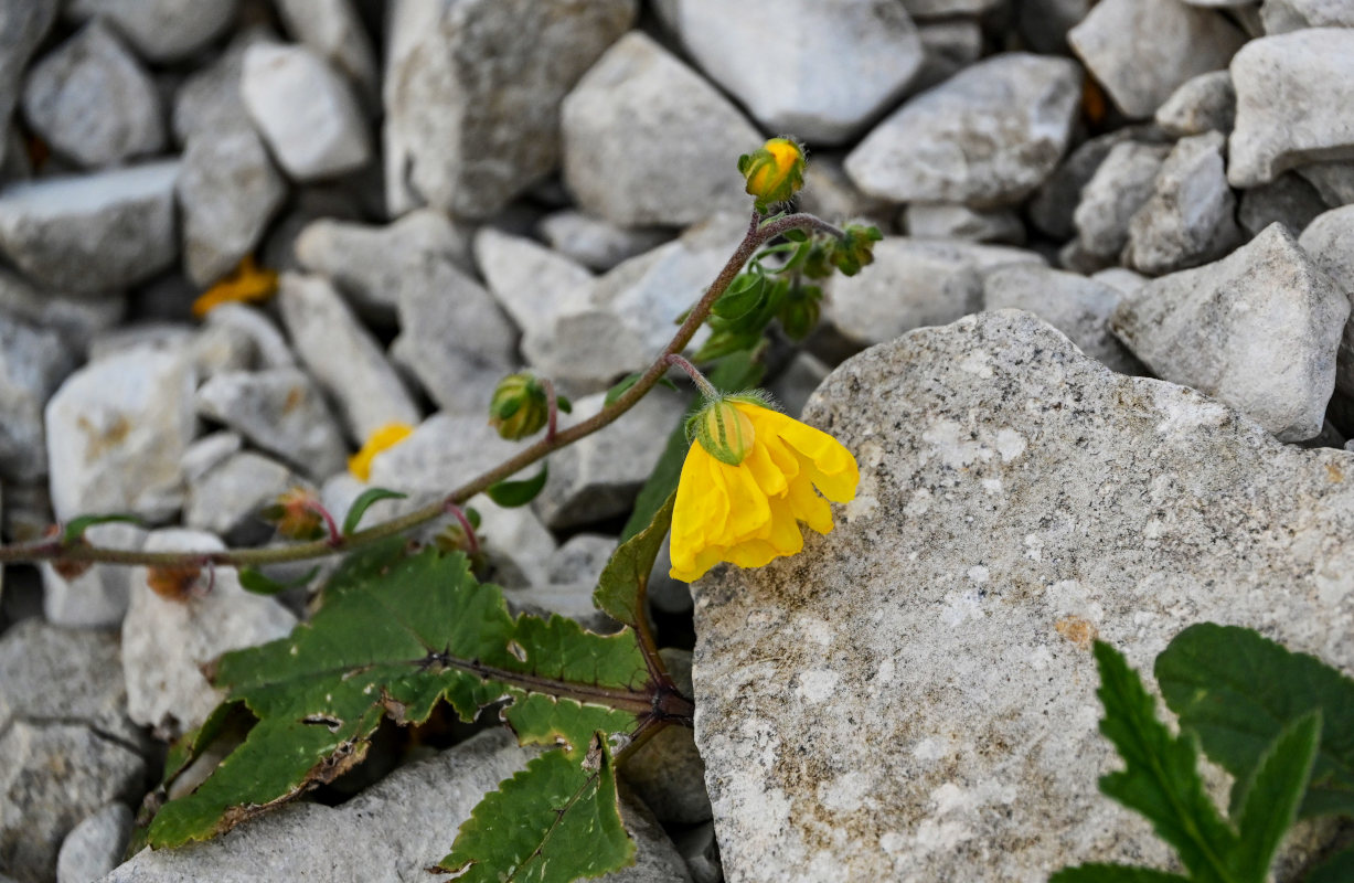 Image of genus Helianthemum specimen.