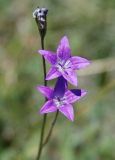 Campanula altaica. Цветки. Алтай, плоскогорье Укок, долина р. Ак-Алаха, ≈ 2200 м н.у.м., луговой склон. 24.07.2010.