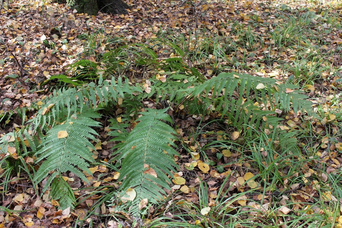 Изображение особи Dryopteris filix-mas.