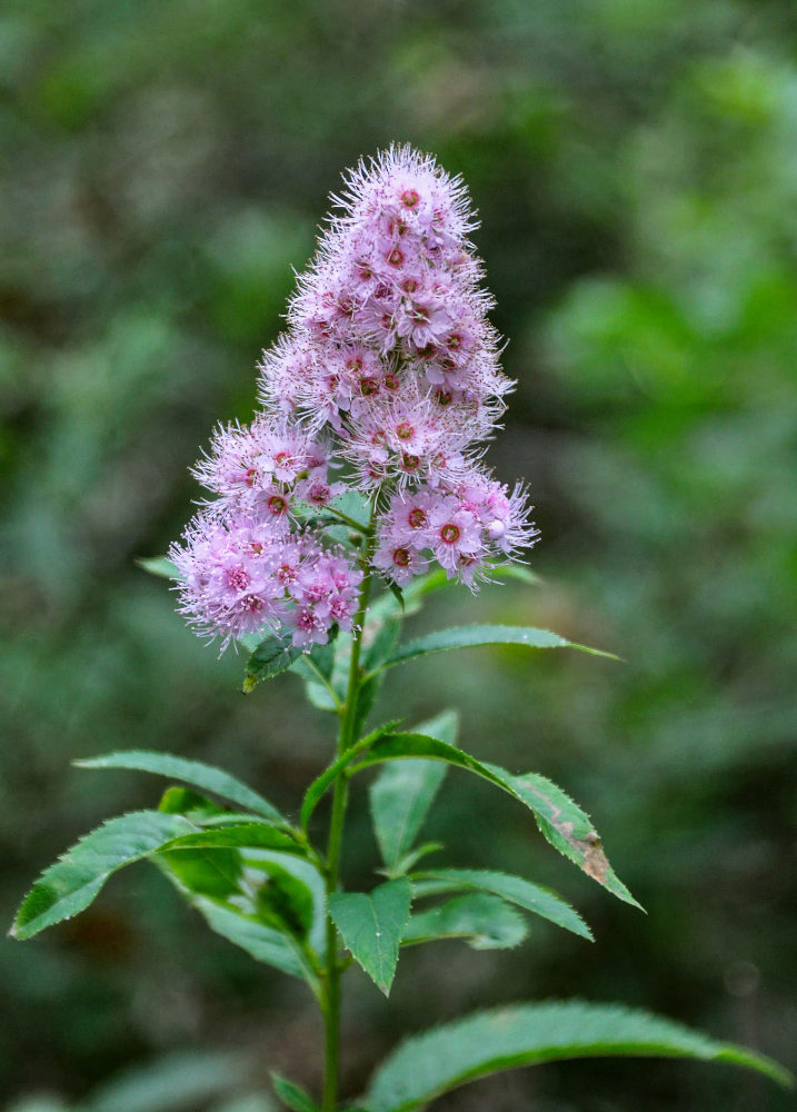 Image of Spiraea salicifolia specimen.