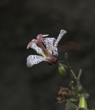 Tricyrtis hirta