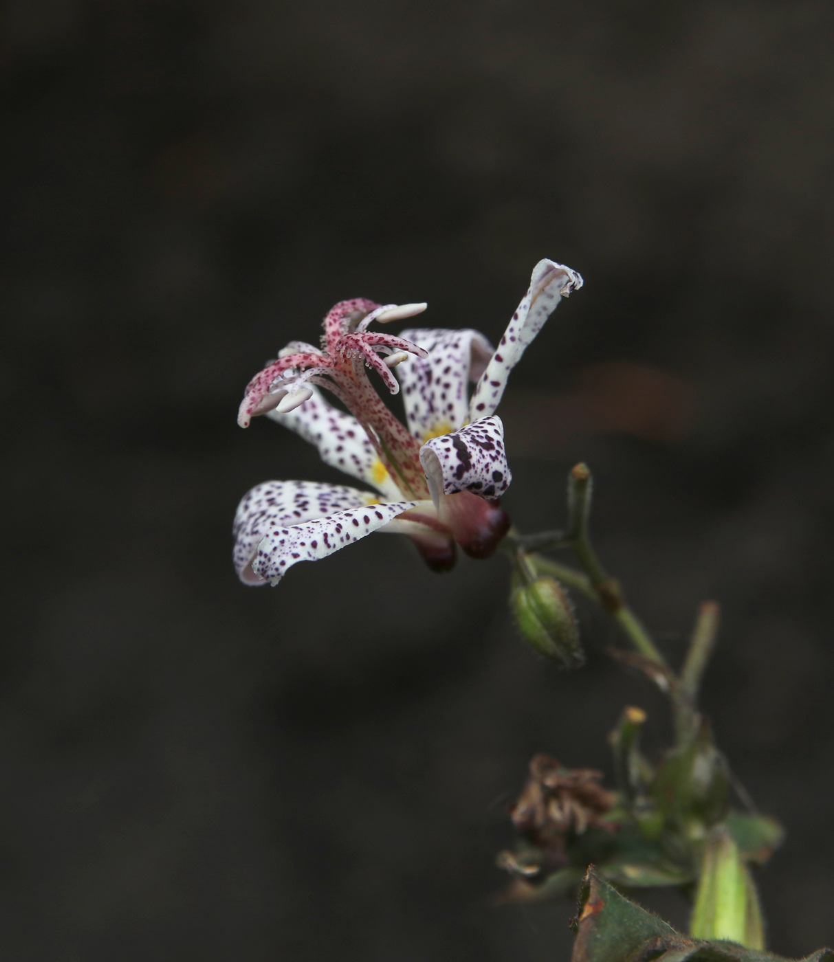 Изображение особи Tricyrtis hirta.